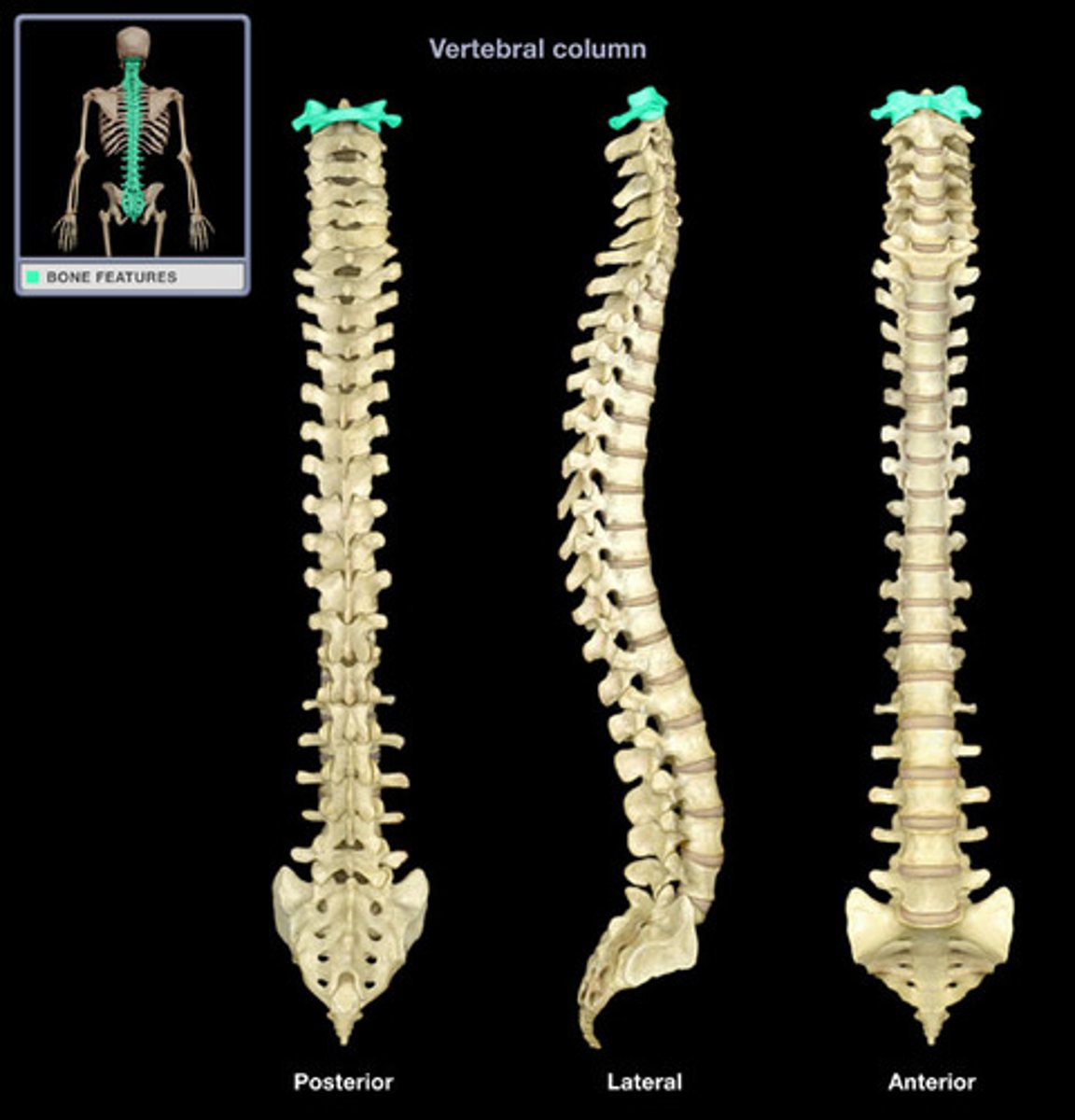 <p>first cervical vertebra</p>