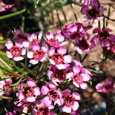 <p>Waxflower</p>