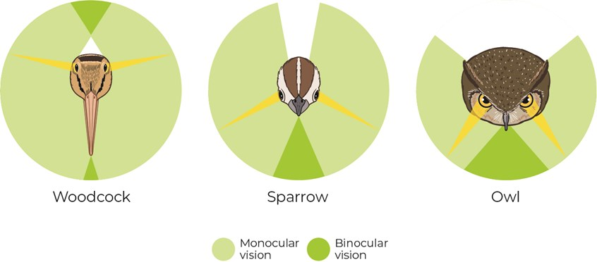 <p>• Vertebrates with frontal eyes are capable of binocular vision</p><p>• Visual field of left and right eyes with broad overlap</p><p>• Allows depth perception (see in 3-D) and accurate location objects</p><p>• Somewhat reduced field of view</p><p>(both eyes facing same area)</p>
