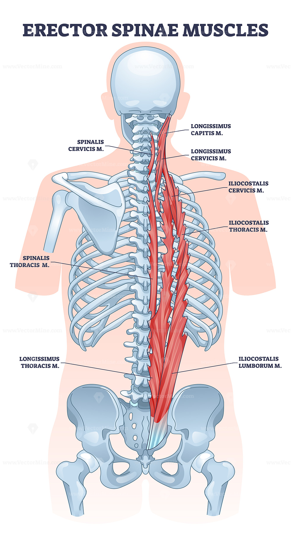 <p>Erector spinae</p>