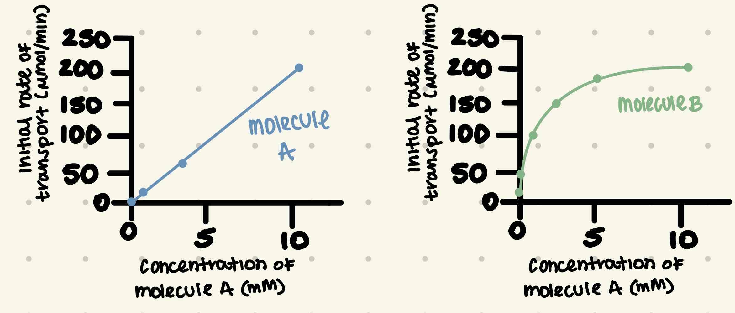 <p>Your friend isolates a new species of yeast that can grow at neutral pH using either ethanol (CH<sub>3</sub>CH<sub>2</sub>OH) or acetate (CH<sub>3</sub>COO-) as the yeast’s sole carbon source. She measures the initial rate of uptake as a function of concentration of each carbon source and obtains the following graphs: </p><p>Based on these graphs and your knowledge of membrane permeability, state the identity of molecules A and B (ethanol or acetate) and the most likely transport mechanism for each. Briefly explain your answer. </p>