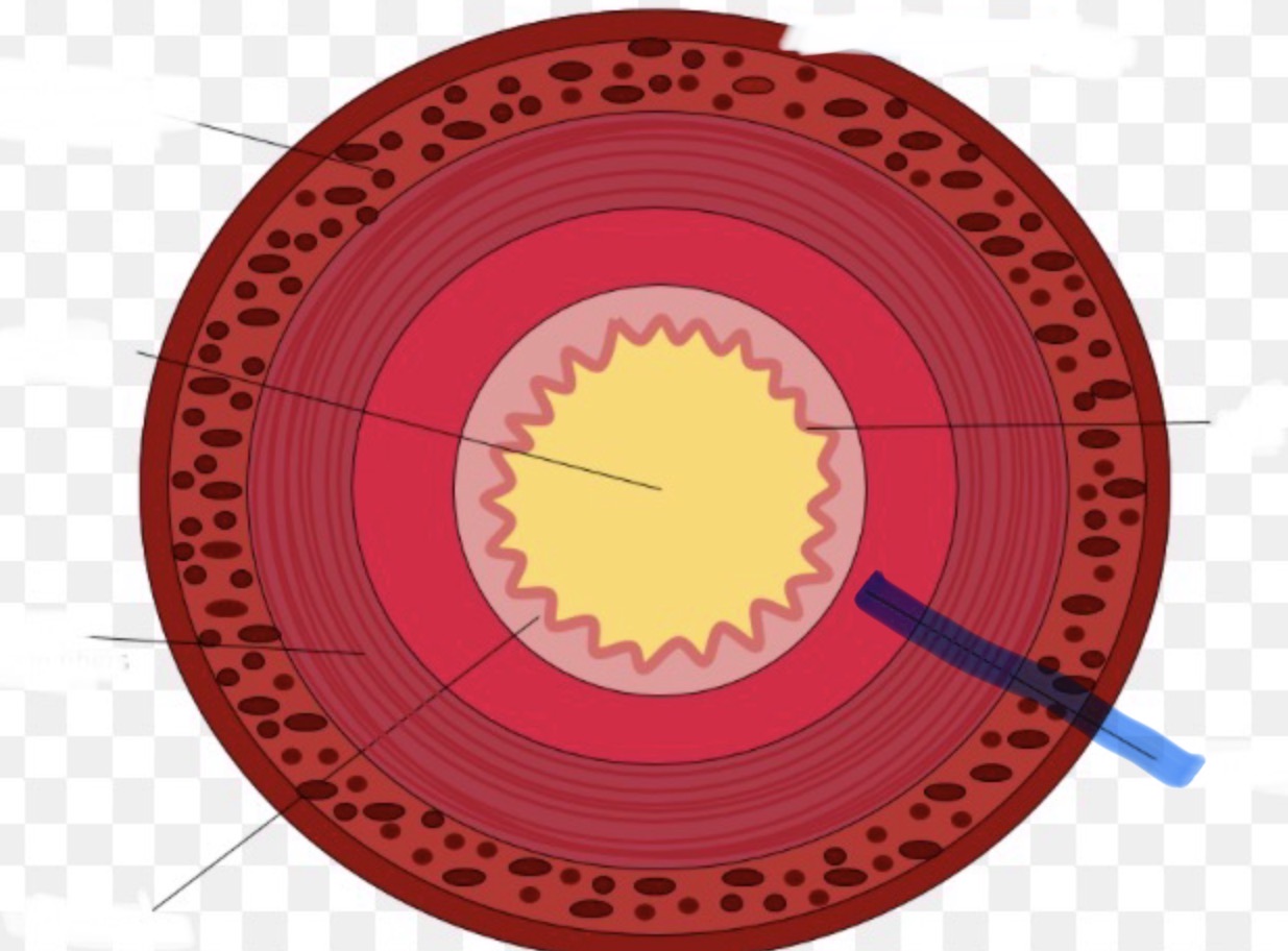<p>Welk deel van de doorsneden vd dunne darm is hier aangeduid</p>