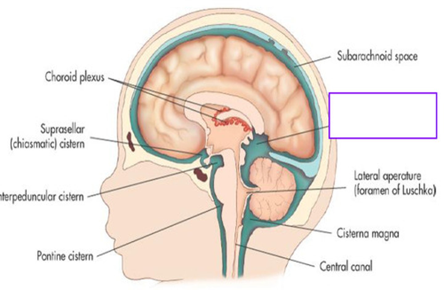 <p>cistern posterior to the midbrain</p>