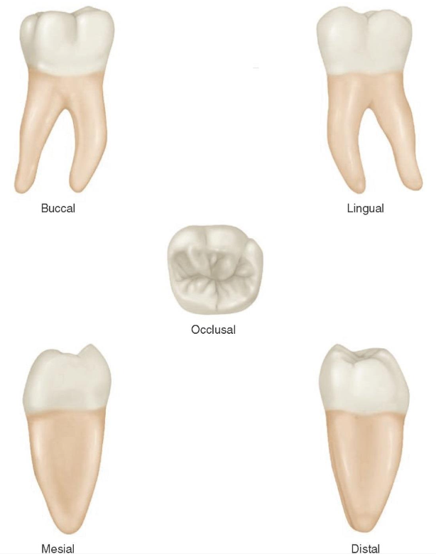<p>What is this tooth ?</p>