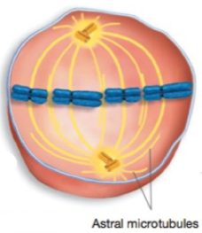 <p>Chromosomes complete migration to the middle of the cell (equatorial plane) Most highly condensed chromosomes</p>