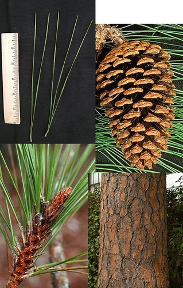 <p>Pinus elliottii, Pinaceae</p>