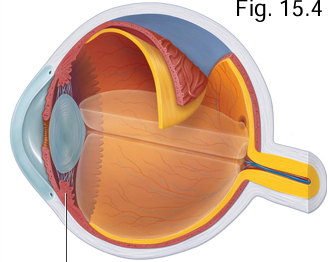 <p>What 2 parts of the ciliary body form the focus lens?</p>