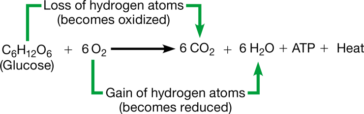 <ul><li><p>Transfer of electrons from one molecule to another</p></li><li><p>In cellular respiration, electrons are transferred from organic fuels (glucose) to oxygen, releasing energy</p></li></ul>