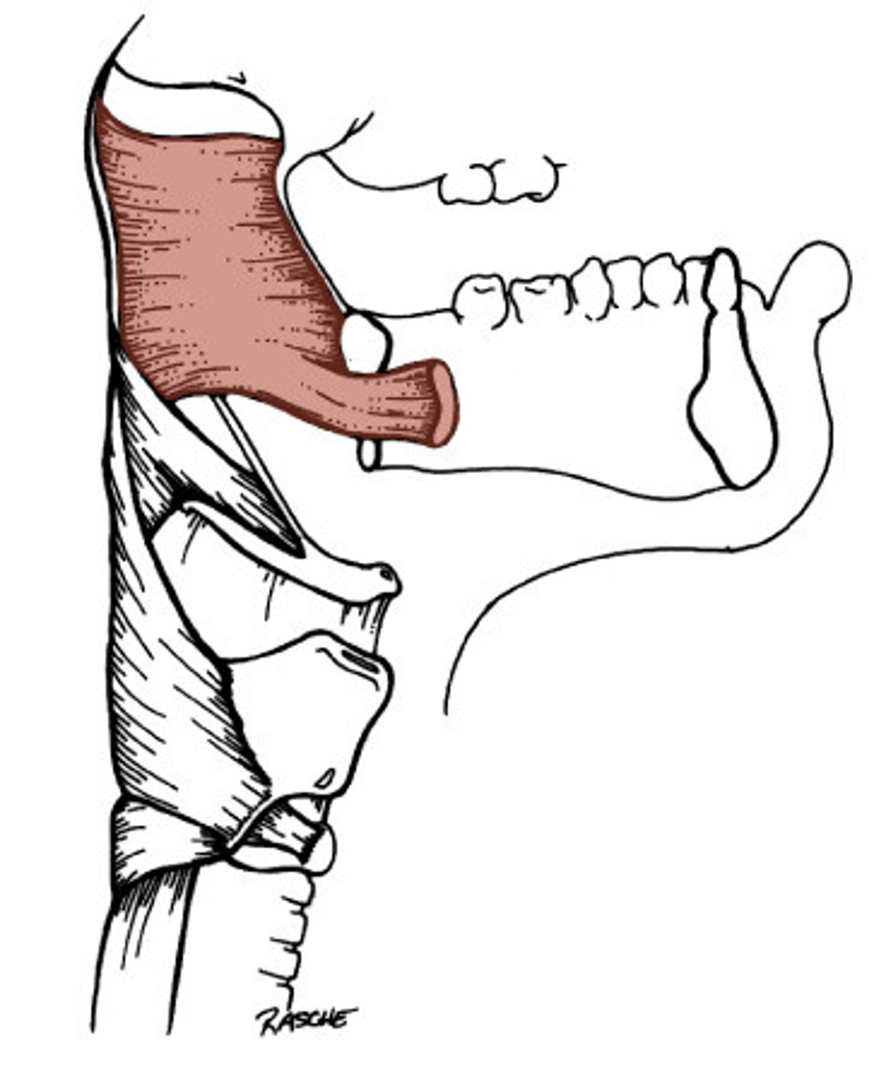 <p>closes upper part of the pharyngeal tube in the manner of a sphincter</p>