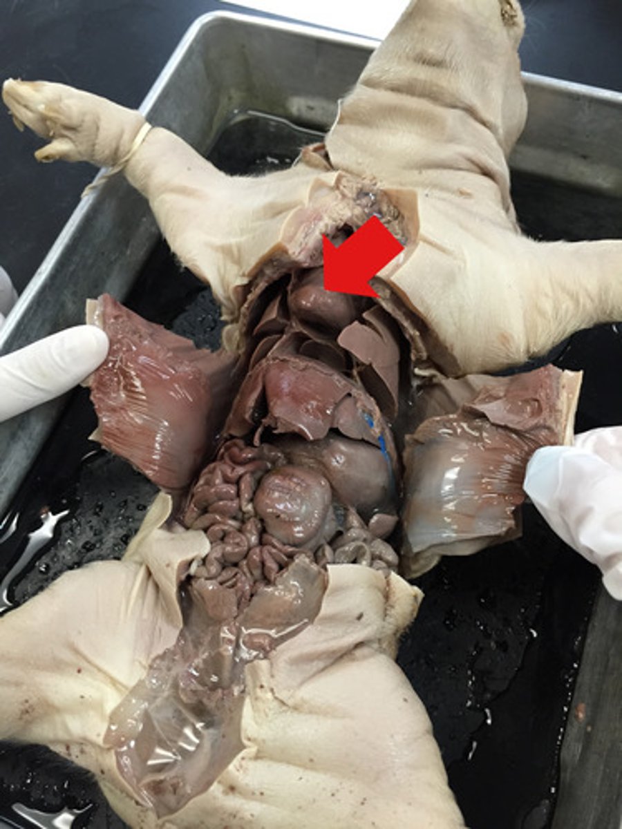 <p>heart: pumps blood</p>