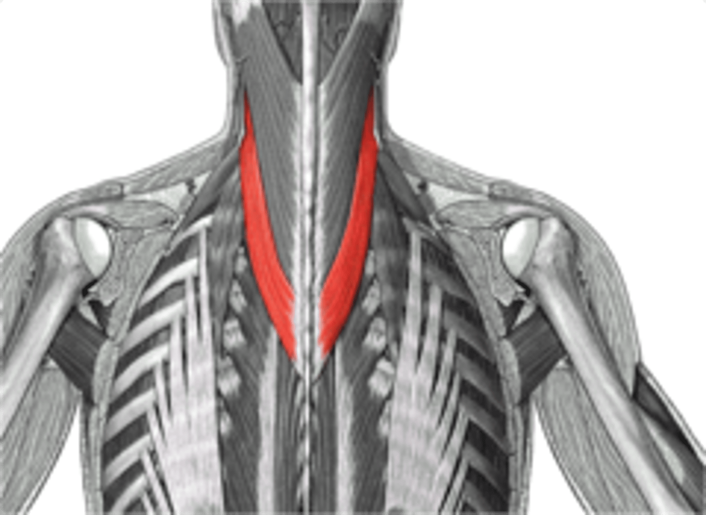 <p>A muscle that extends and rotates the neck.</p>