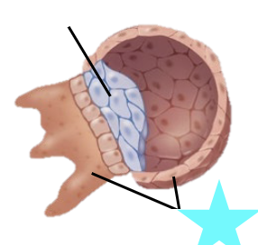 <p>What structure is shown?</p>