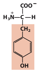 <p>Which amino acid is this?</p>