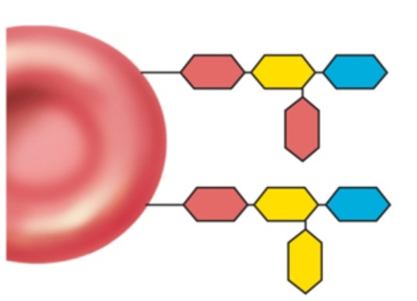 <p>Identify this blood type</p><p>Key:</p><p>Yellow - Galactose</p><p>Blue - Fucose</p><p>Red - N-Acetylgalactosamine</p>