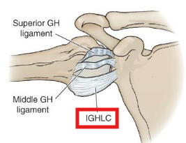 <p>• Pouch: Cradles the head; <span style="color: red;">resists inferior translation</span></p><p>• Ant B: <span style="color: red;">Limits ABD and ER; anterior/inferior translation</span></p><p>• Post B: <span style="color: red;">Limits ABD and IR; posterior/inferior translation</span></p>