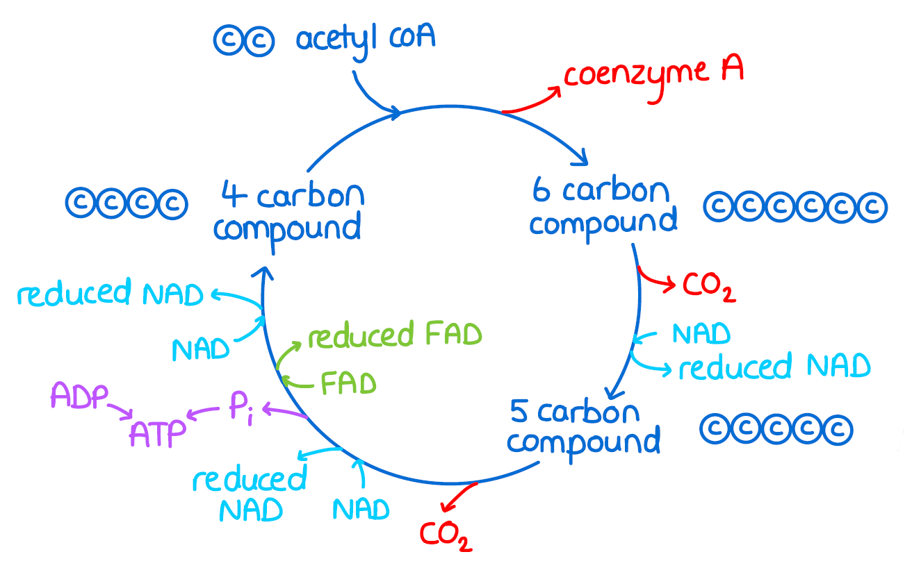 <ul><li><p>The acetate fragment from the acetyl co-enzyme A combines with a 4C compound to produce a 6C compound – the co-enzyme A is regenerated in the process.</p></li></ul><p></p><ul><li><p>The 6C compound undergoes reactions during <mark data-color="yellow" style="background-color: yellow; color: inherit">which hydrogen and carbon dioxide are removed. </mark>After the acetate fragment is broken down, the remaining 4C residue undergoes conversion to regenerate the 4C compound which combines with more acetyl coA.</p></li></ul><p></p><ul><li><p>2 steps involve decarboxylation, and 4 steps involve dehydrogenation.</p></li></ul><p></p><ul><li><p>The hydrogen atoms produced are collected by 2 different carriers, with the <mark data-color="yellow" style="background-color: yellow; color: inherit">formation of 3 molecules of reduced NAD and 1 molecule of reduced FAD.</mark></p></li></ul><p></p>