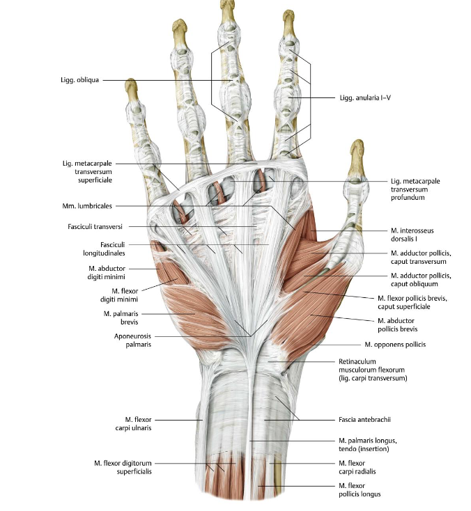 <p>O: ulnaire rand van de palmaire aponeurose </p><p>I: huid hypothenar</p><p>functie: spant palmaire aponeurose </p><p>Innervatie: n. ulnaris</p>