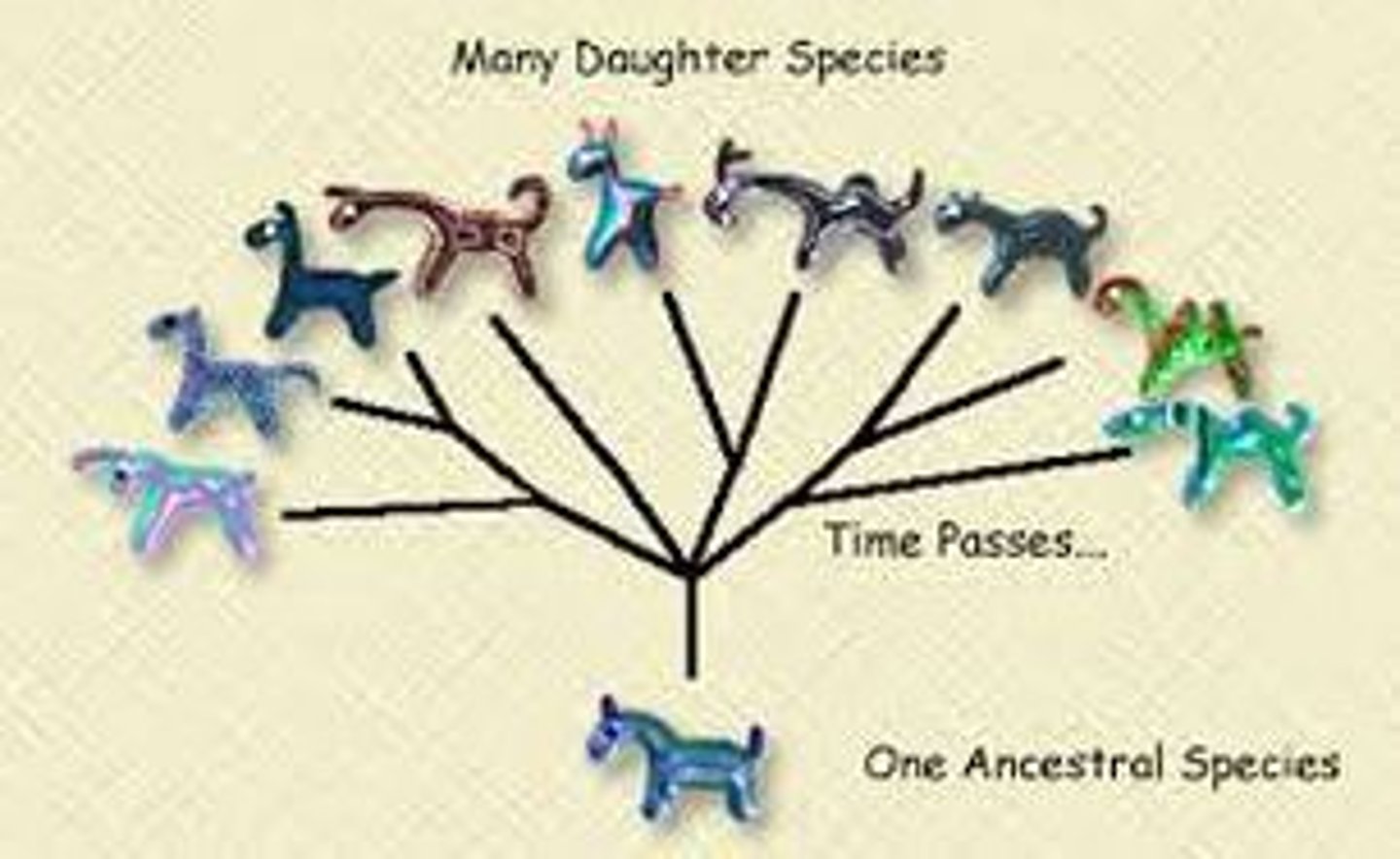 <p>the process in which a common ancestor evolves into two or more descendant species</p>