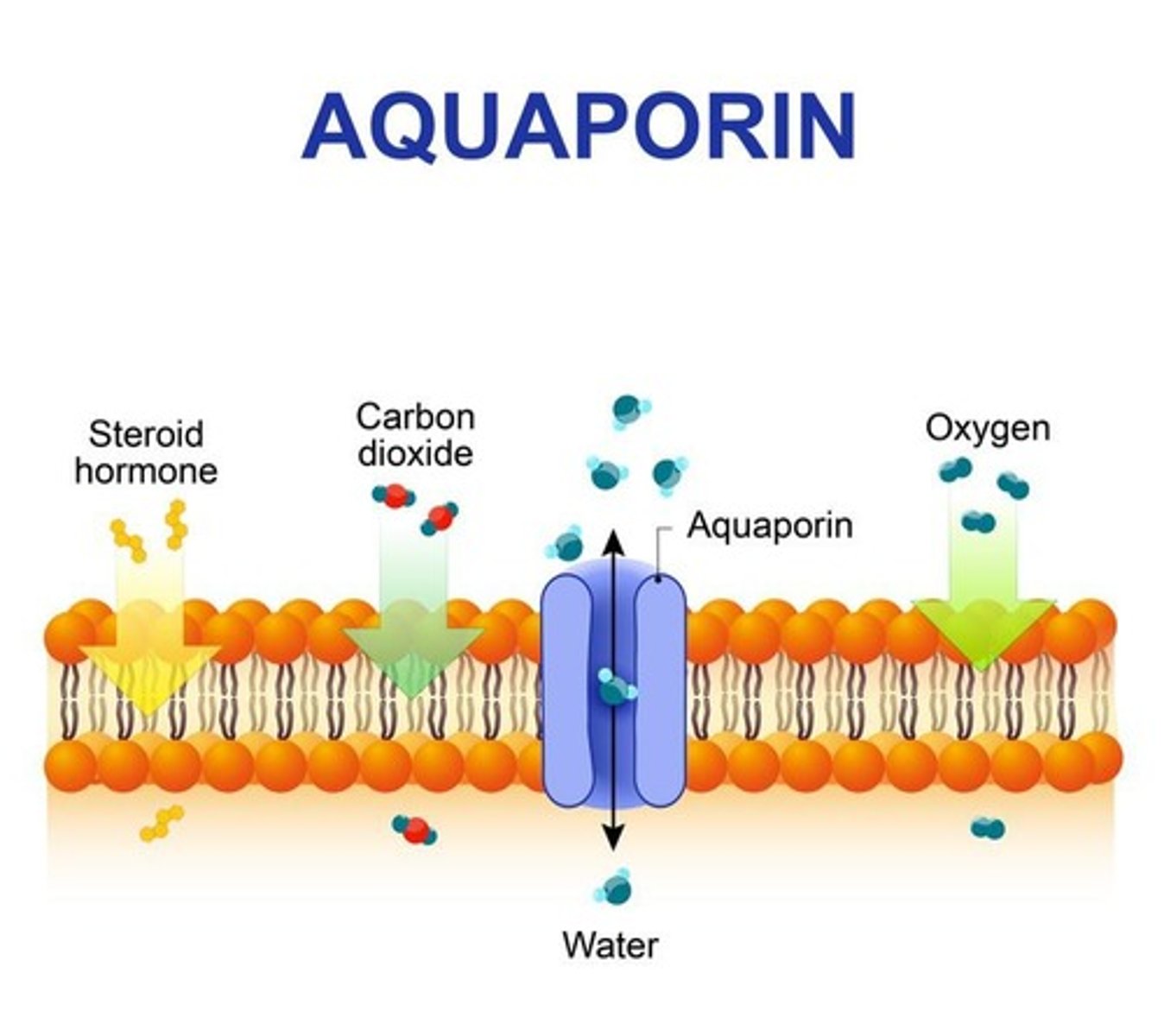 <p>Water channels facilitating water reabsorption.</p>