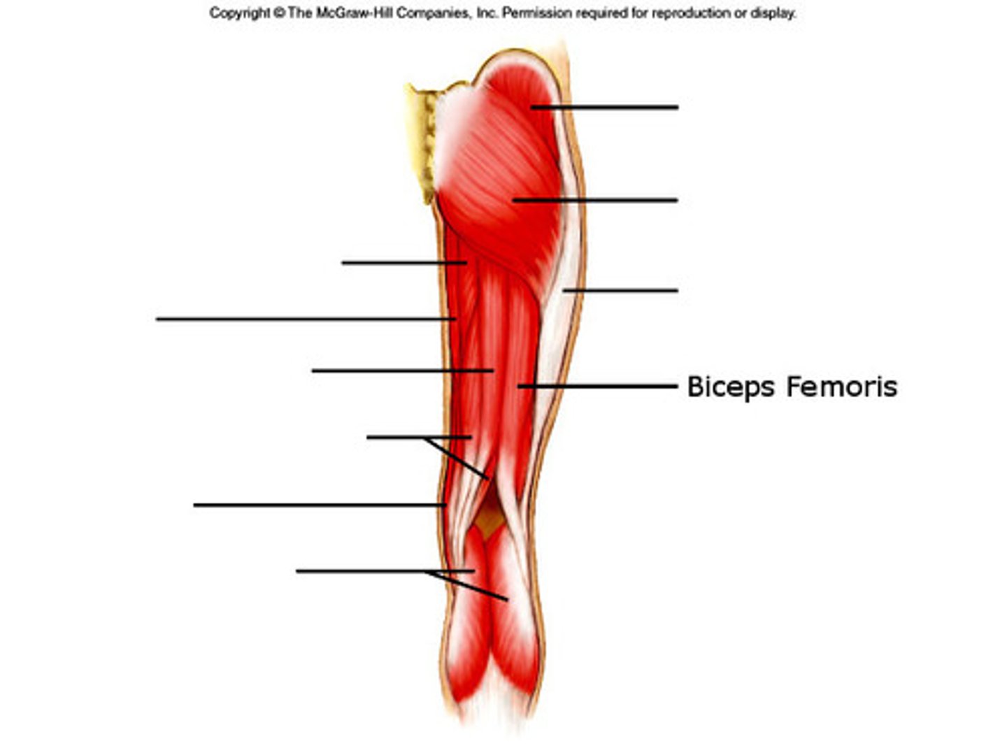 <p>Part of hamstring muscle group; Flexes the knee; Located on the lateral side of the thigh</p>