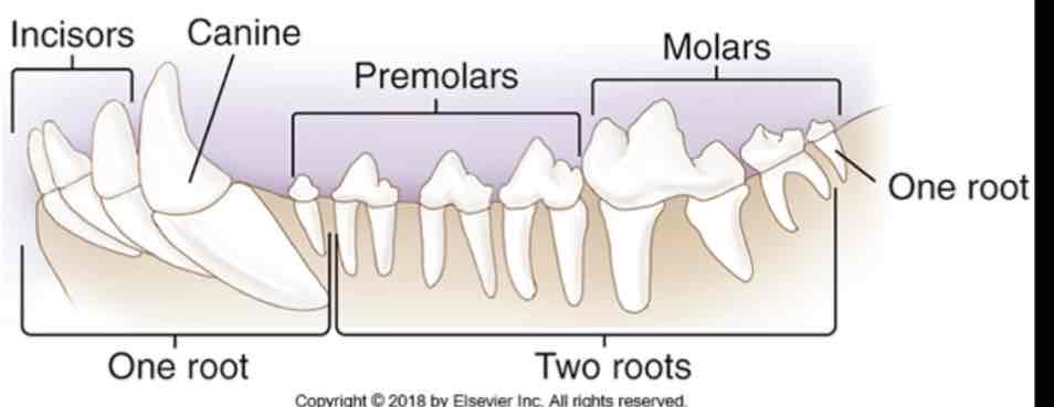 <p>Lower roots</p>