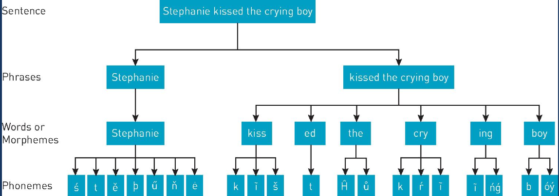 <p>grammar: rules that allow words to be combined in sentences<br>phonology: combining sounds to make words<br>syntax: combining words to make sentences<br>semantics: rules used to convey meaning</p><p>morphemes: smallest lang. units that have meaning, including suffixes and prefixes<br>phonemes: the basic sounds of speech</p>