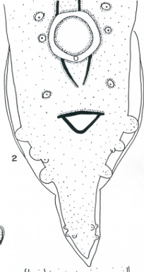 <ol><li><p>SN</p></li><li><p>PS</p></li><li><p>DH</p></li><li><p>CN</p></li></ol><p></p>