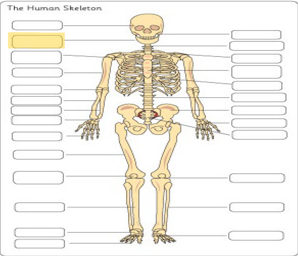 <p>What is this Bone?</p>