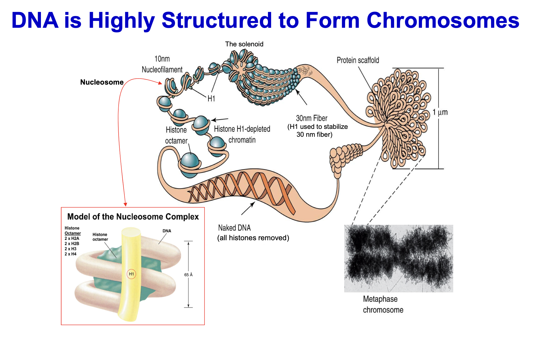 <p><span>basic proteins that package and organize DNA into structural units called nucleosomes, which are the building blocks of chromatin</span></p>