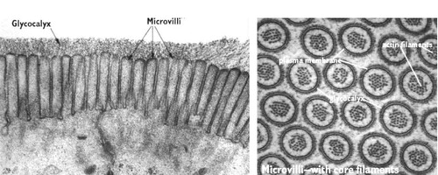 <p>- made of protein actin</p><p>- looks like a twisted string of beads (necklace)</p><p>- can be easily and rapidly assembled and disassembled</p><p>- supports shape of cell (microvilli)</p><p>- motility in single celled organisms and WBCs</p>