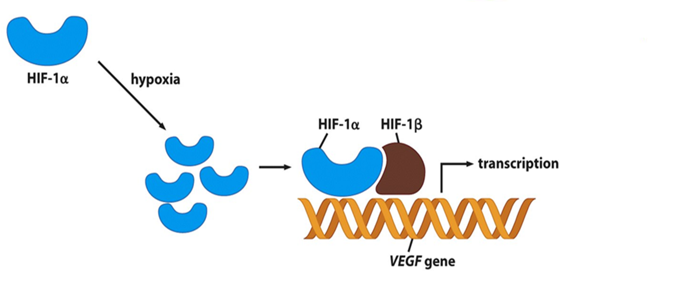 <p><span>increase levels of HIF-1<sup>α.</sup></span></p><p></p>