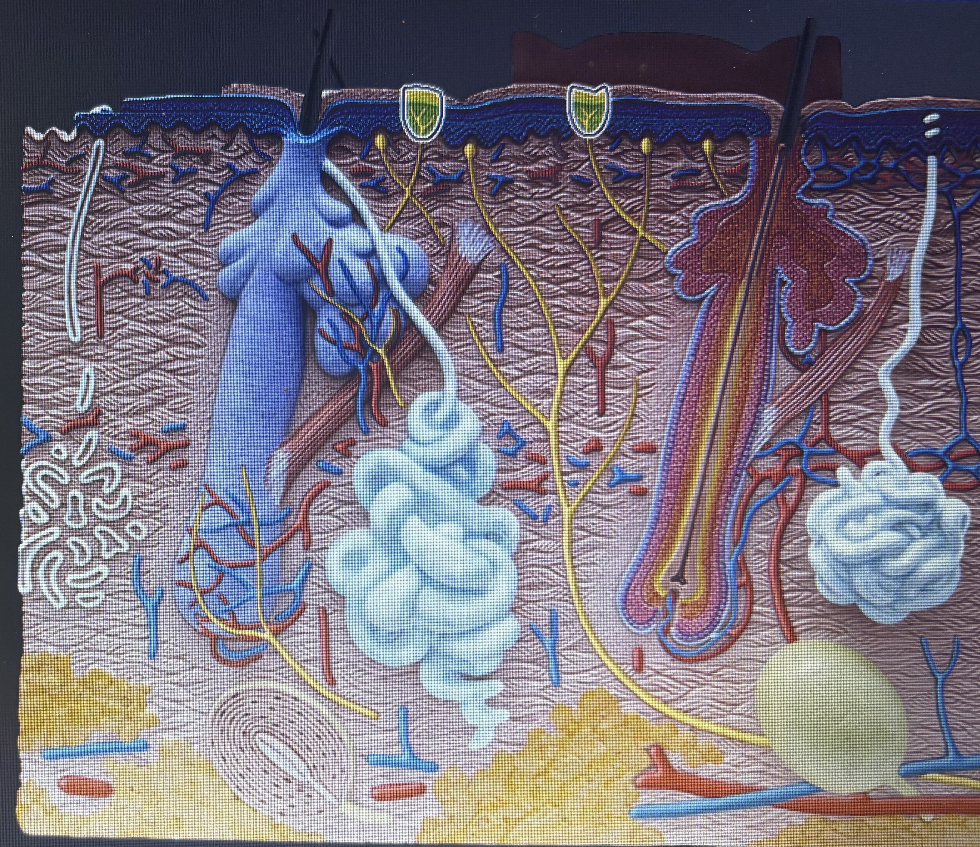 knowt flashcard image