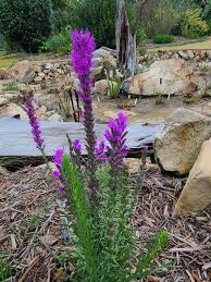 <p>Identify this species</p>