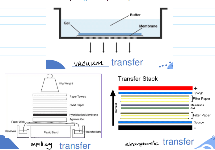 <ul><li><p><span>DNA transferred to solid surface so that you can then hybridize with the probe</span></p></li><li><p><span>Possible substrates: nitrocellulose, nylon, modified cellulose, others</span></p></li><li><p><span>Transfer methods: capillary (longest but most simple), electrophoretic, vacuum</span></p></li></ul><p></p>