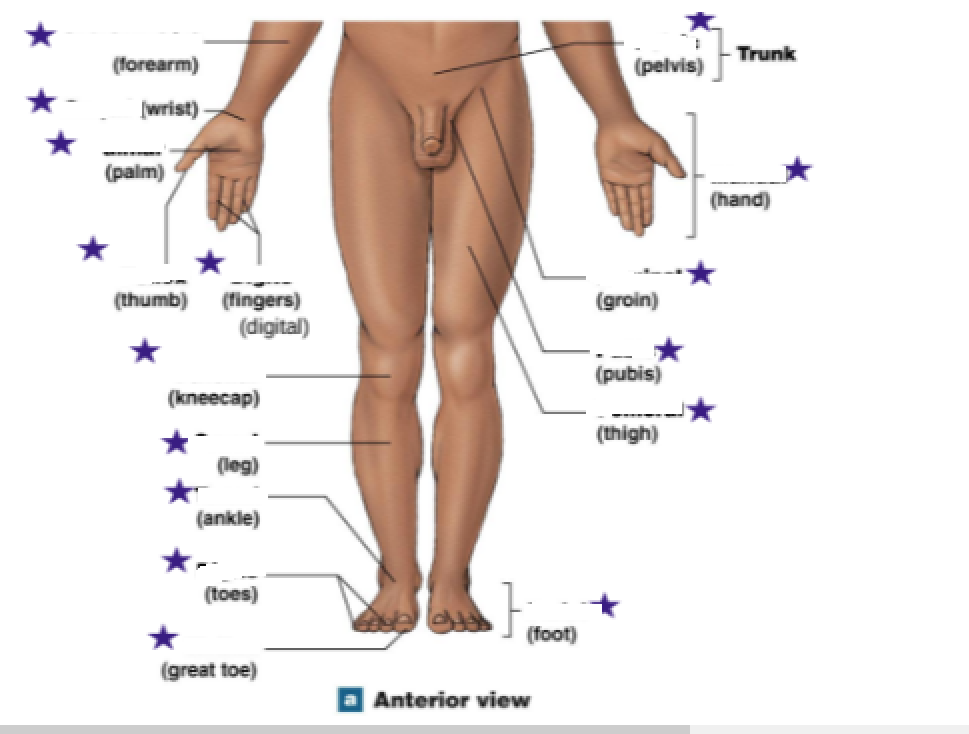<p>Identify the stars</p><p></p>