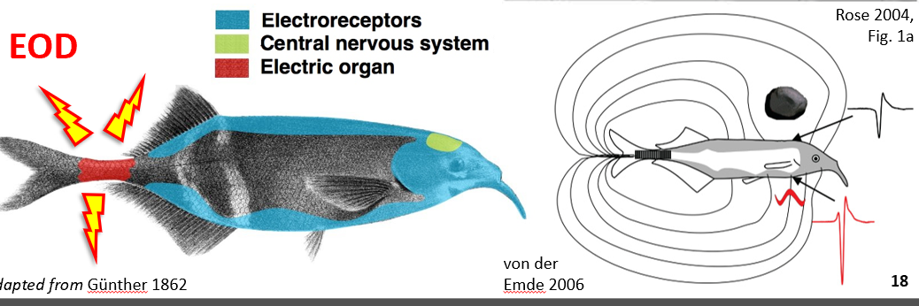 <ol><li><p>discharge from caudal electric organ</p></li><li><p>Detection in dermal sensors </p><ol><li><p>Interpretation in the brain </p></li></ol></li></ol><p></p>