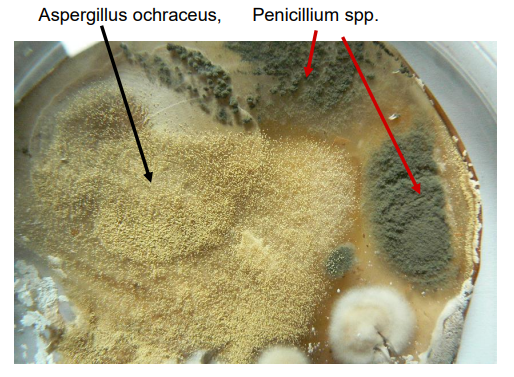 <p>rząd: Eurotiales</p>