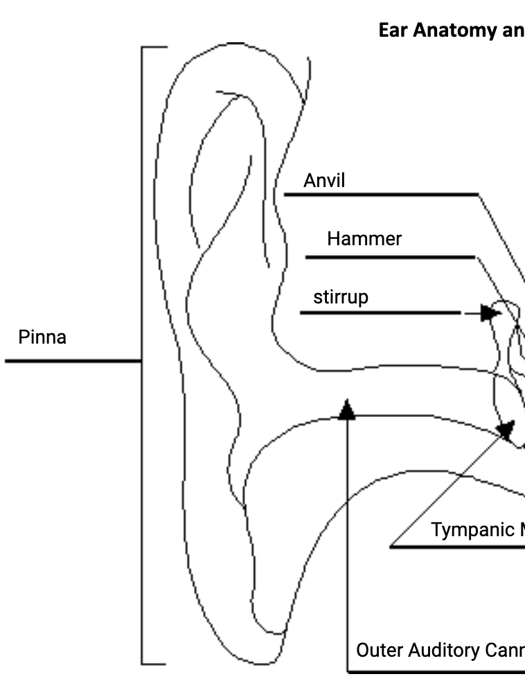 <p>Pinna, auditory canal, and tympatic membrane </p>