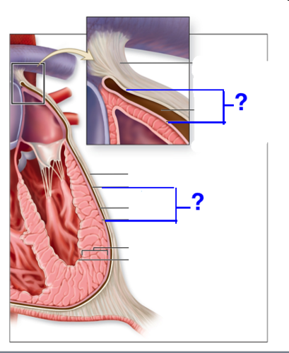 <p>A double-layered membrane that reduces friction around the heart </p>