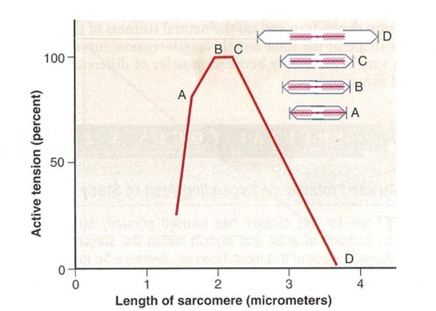 <p>It refers to the active force produced by muscle fibers that are stimulated to contract by the nervous system.</p>