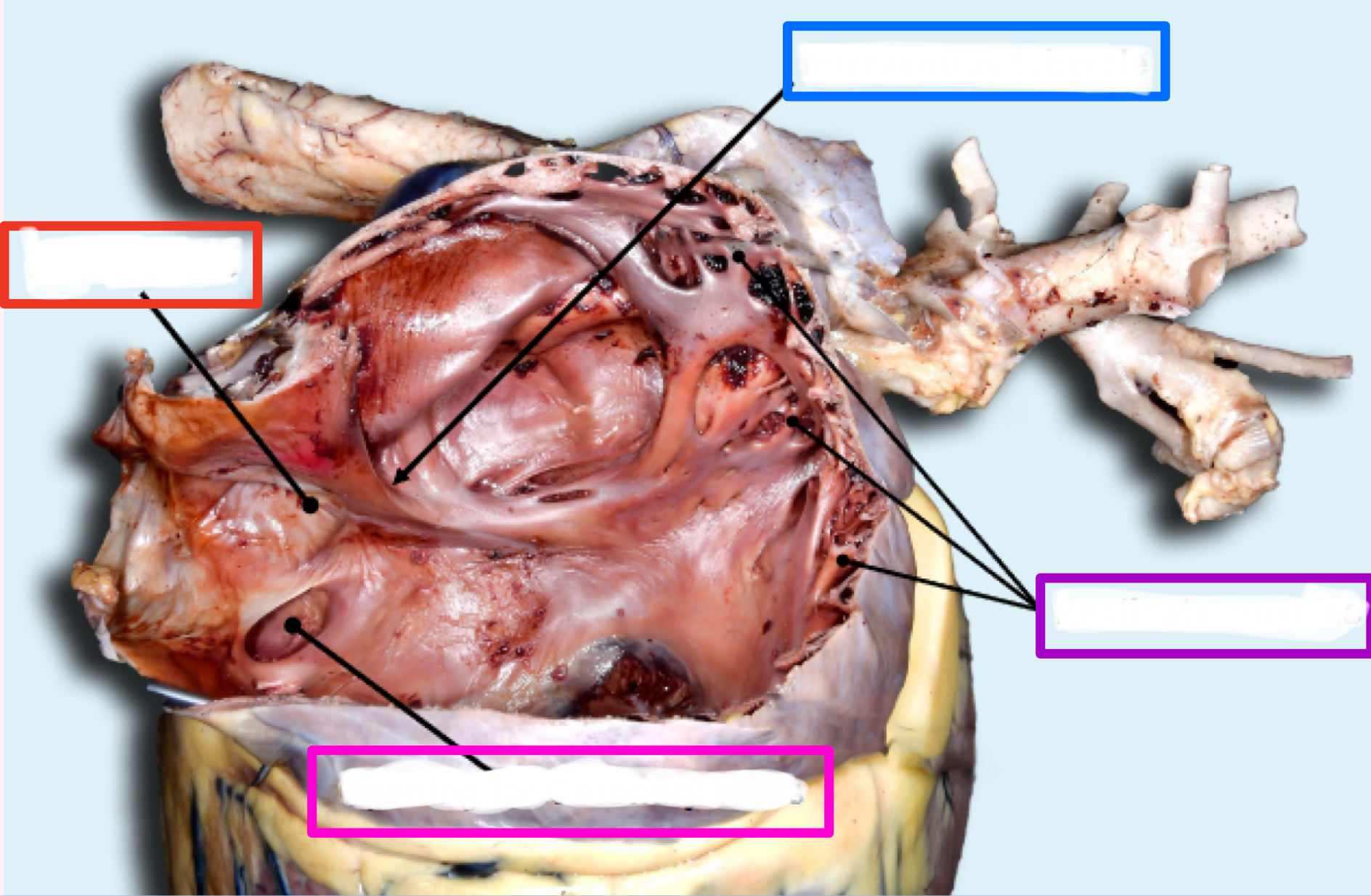 <p>What is the structure in red?</p>