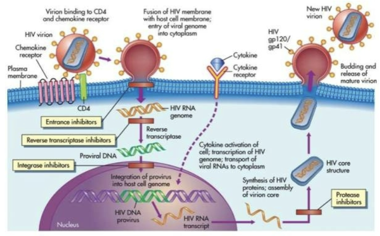 at very beginning of hiv