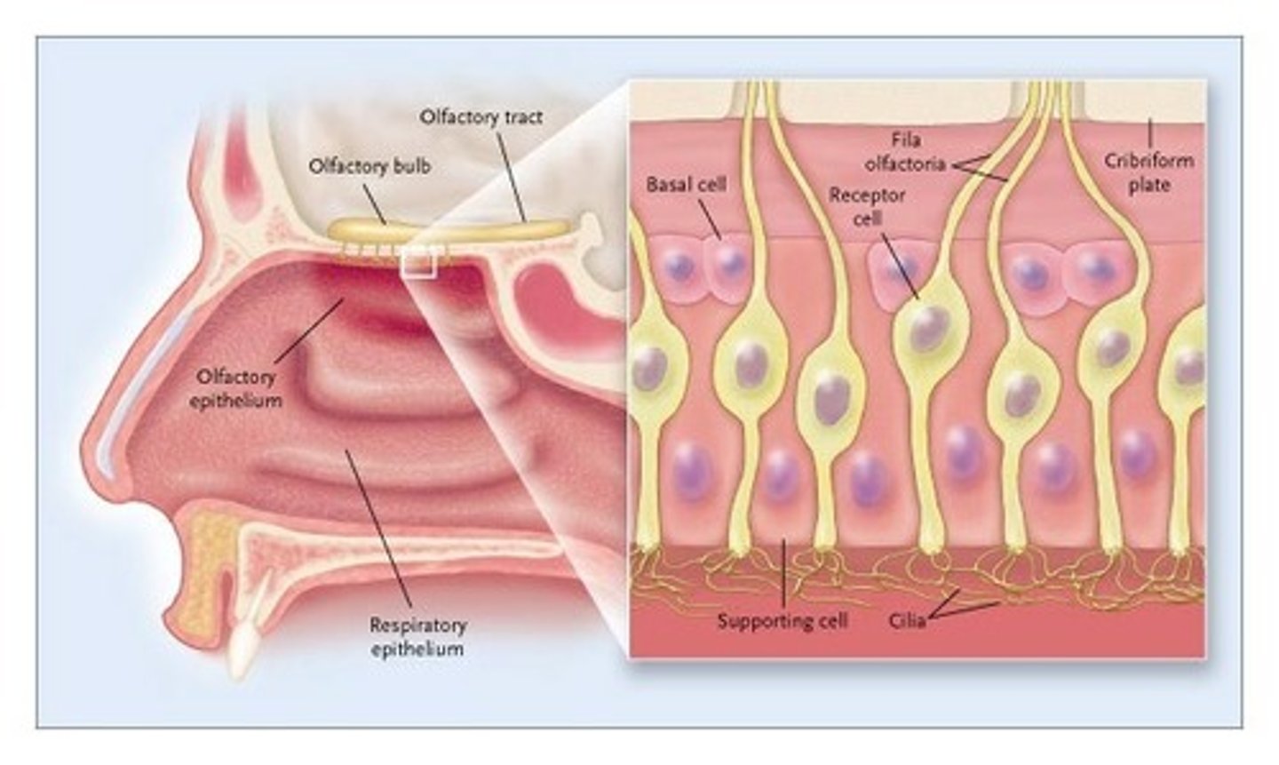 <p>Olfactory epithelium is found in the nasal cavity and contains:</p><p>1) serous glands </p><p>2) nerves</p>
