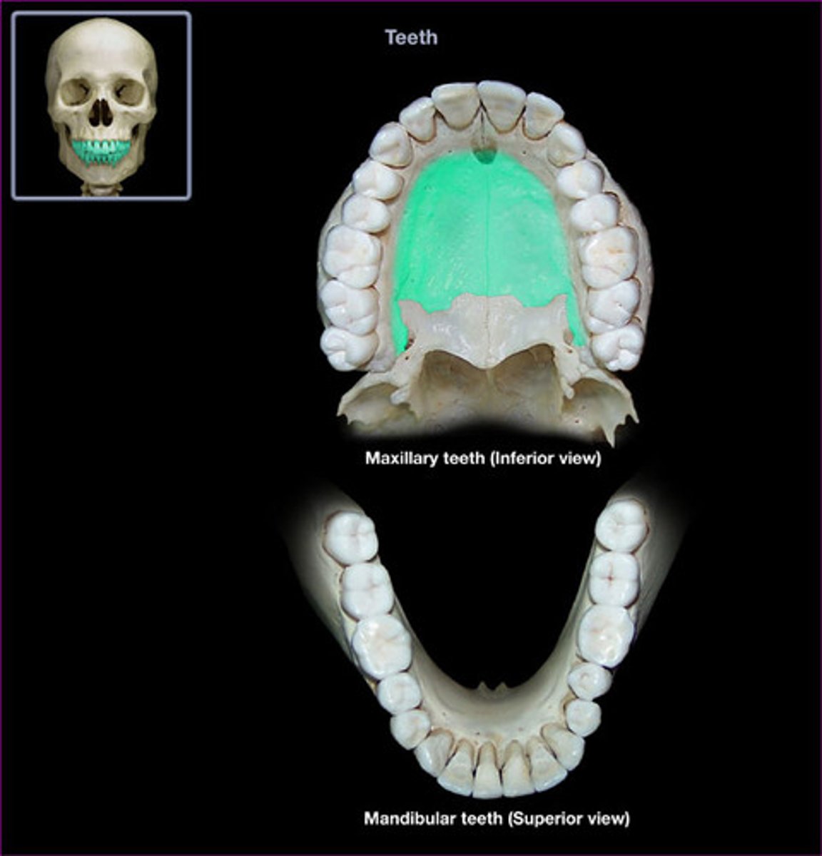 <p>Which process of the maxillae forms the anterior portion of the roof of the mouth called the hard or bony palate?</p>
