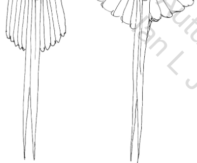 <p>Long streamer tails that produce only drag, possibly for ornamental function. Northern pintail, long-tailed ducks, and others have these.</p>