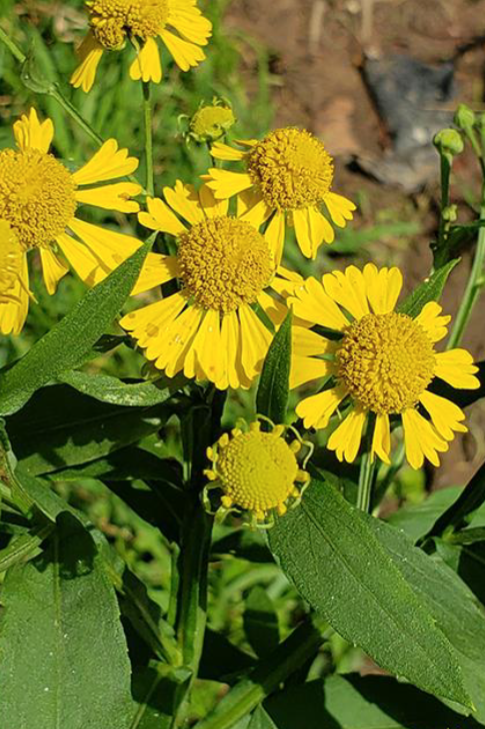 <p>Full Sun</p><p>Meadow, cottage garden, rain garden</p><p>Fall bloom</p>
