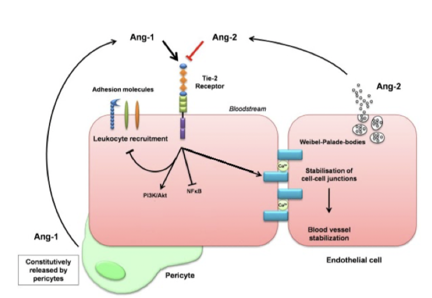 <p><strong>Angiopoetin-1:</strong> Stabiliserar kärl genom att uppreglera adhesionsmolekyler.</p><p><strong>Angiopoetin-2</strong>: Destabiliserar kärl.</p><p>De har motsatt effekt och verkar båda två på <strong>Tie2-receptorn</strong>.</p>