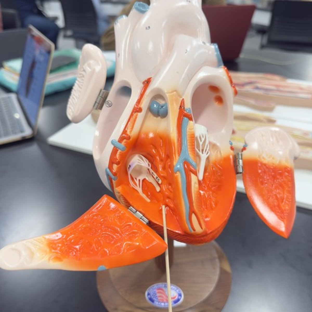 <p>Identify the chamber of the heart.</p>