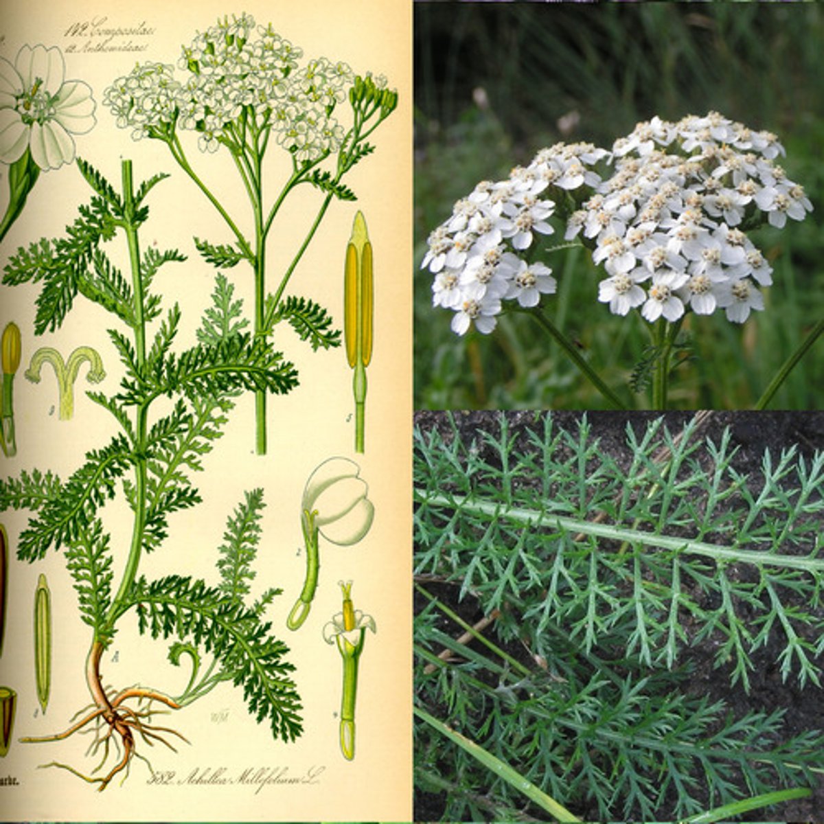 <ul><li><p>many small heads of inflorescences</p></li><li><p>radiate</p></li><li><p>feathery fern-like leaves</p></li></ul><p>Species</p>