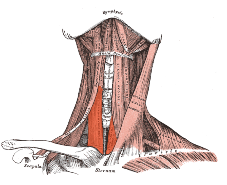 <ul><li><p>Beneath the sternohyoid &amp; in continuity with the thyrohyoid</p></li><li><p>Arises from posterior surface of the manubrium of the sternum &amp; passes upward to attach to the oblique line on the lamina of the thyroid cartilage</p></li><li><p>Draws the larynx (thyroid cartilage) downward &amp; is innervated by the anterior rami of C1 to C3 through the ansa cervicalis</p></li></ul>